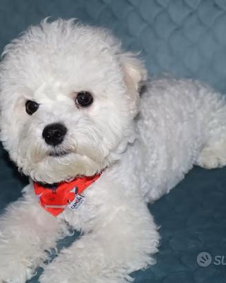 Cagniolini, cuccioli Bichon a poil frisè 