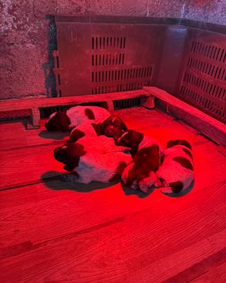 Cuccioli Deutsch Drahthaar nati il 24/02/2026