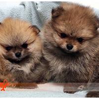 Cuccioli di SPITZ TEDESCO NANO