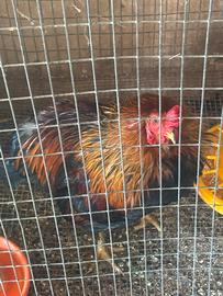Gallo araucana
