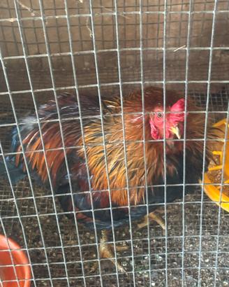 Gallo araucana