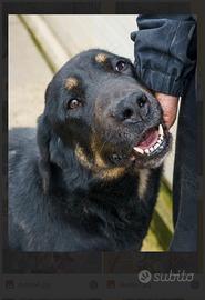 ZELDA sono proprio una patatona