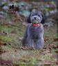 barboncino-grigio-nano-toy-cucciolo-adorabile