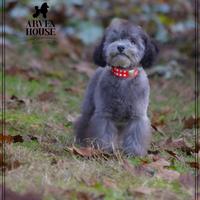 Barboncino Grigio Nano Toy - Cucciolo adorabile