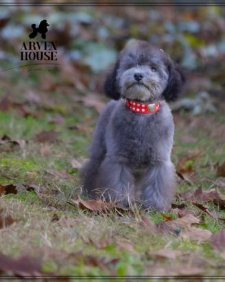 Barboncino Grigio Nano Toy - Cucciolo adorabile