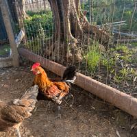 Galline nane francesine