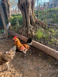 Galline nane francesine