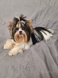 Biewer terrier micro