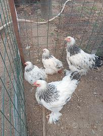 Brahma