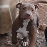 Pitbull