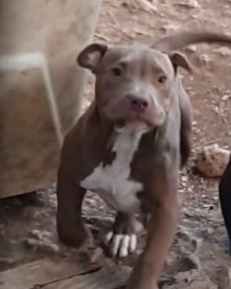 Pitbull