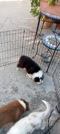 Cucciola di Pastore Australiano