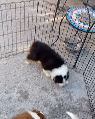 Cucciola di Pastore Australiano
