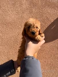 Cuccioli di barboncini toy