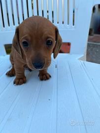 Cucciolo bassotto maschio