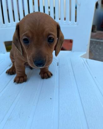 Cucciolo bassotto maschio