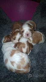 Cavalier king