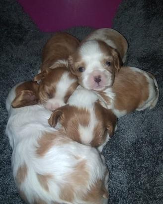 Cavalier king