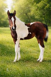 Splendida puledra american paint horse