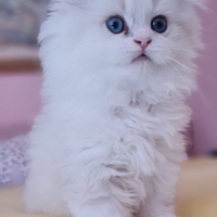 Higland straight & Scottish fold