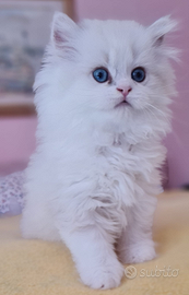 Higland straight & Scottish fold