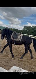 Cavallo Murgese