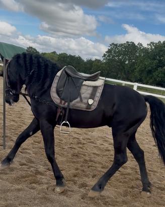 Cavallo Murgese
