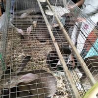 gabbia sospesa per conigli