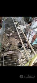 gabbia sospesa per conigli