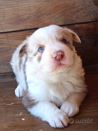 Border collie