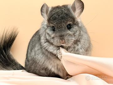 Cincillà Chinchilla Angora Cuccioli