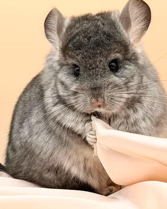 Cincillà Chinchilla Angora Cuccioli