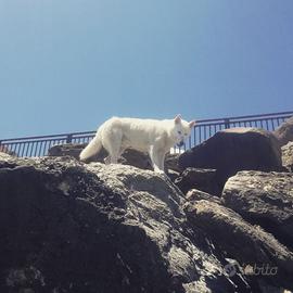 Siberian Husky disponibile per monta