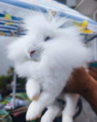 Coniglio Testa di Leone