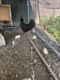Gallina con i pulcini