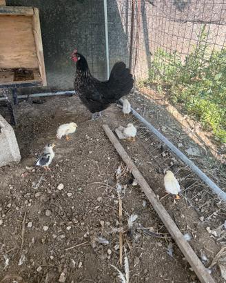 Gallina con i pulcini
