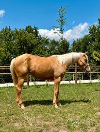 Puledra Quarter Horse