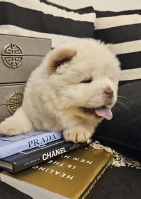 Cuccioli di chow chow femmine