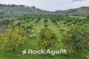 TERRENO PRODUTTIVO E COLVATO DI CIRCA 35.000 MQ'