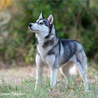 Splendida femmina Siberian Husky