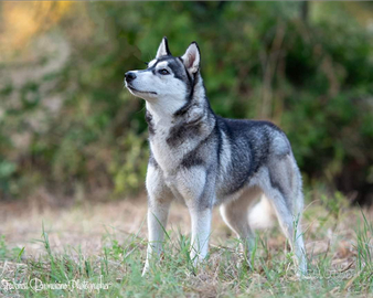 Splendida femmina Siberian Husky