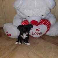 Chihuahua femmina pelo lungo