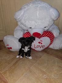 Chihuahua femmina pelo lungo