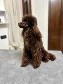 Barboncino toy