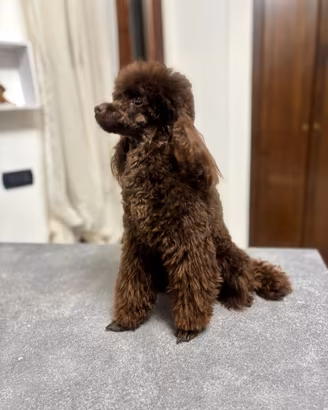 Barboncino toy