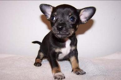 Chihuahua cuccioli