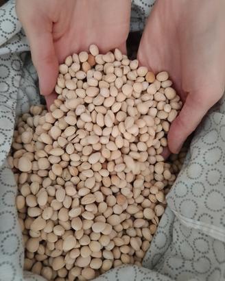 Sacco di noccioli di ciliegie 