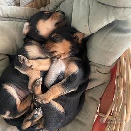 Amorevoli e coccolosi cani di piccola taglia