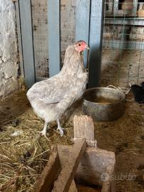 Araucana femmina
