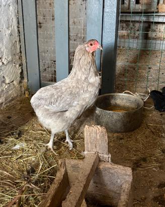 Araucana femmina